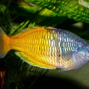 Boesemans Regenbogenfisch DNZ L(Melanotaenia boesemani) Kracherpreis